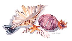 Shell 3